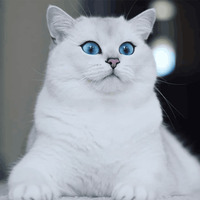 Кот Коби