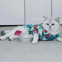 Кот Коби