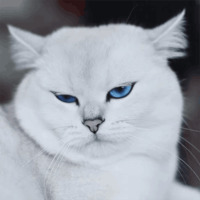 Кот Коби