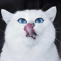 Кот Коби