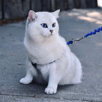 Кот Коби