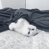Кот Коби