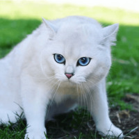 Кот Коби