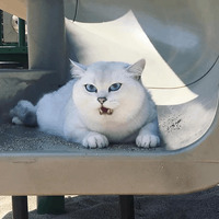 Кот Коби