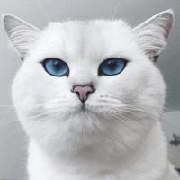 Кот Коби