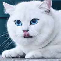 Кот Коби