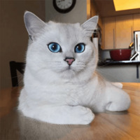 Кот Коби