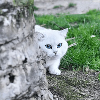 Кот Коби