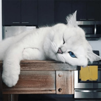 Кот Коби