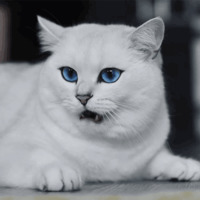 Кот Коби