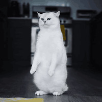 Кот Коби
