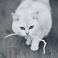 Кот Коби