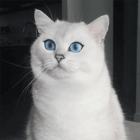 Кот Коби