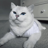 Кот Коби