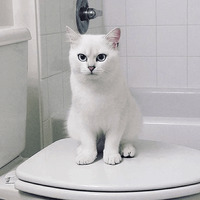 Кот Коби