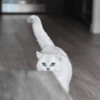 Кот Коби