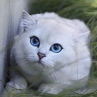 Кот Коби