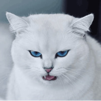 Кот Коби