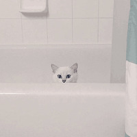 Кот Коби