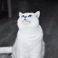 Кот Коби
