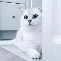 Кот Коби