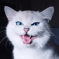 Кот Коби