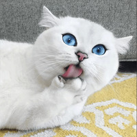 Кот Коби