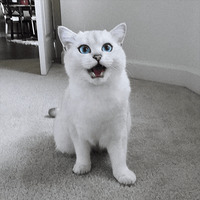 Кот Коби