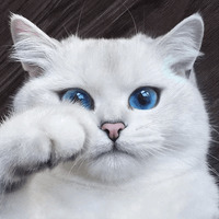 Кот Коби