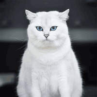 Кот Коби