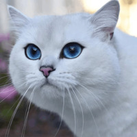 Кот Коби