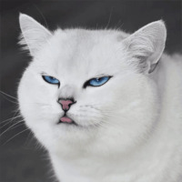 Кот Коби