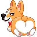 Muffin the Corgi