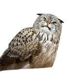 Набор стикеров CatFaces