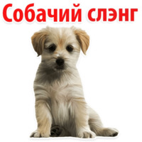 Набор стикеров Собачий слэнг