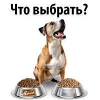 Собачий слэнг