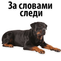 Собачий слэнг