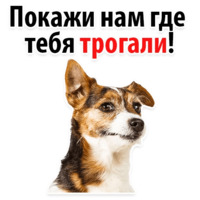 Собачий слэнг