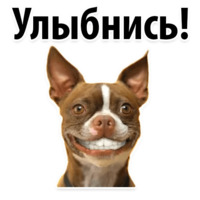 Собачий слэнг