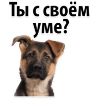 Собачий слэнг