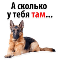 Собачий слэнг