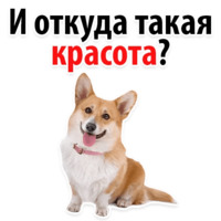 Собачий слэнг