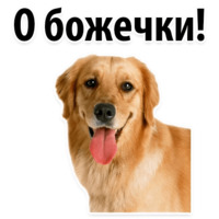 Собачий слэнг