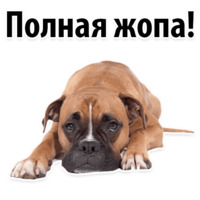 Собачий слэнг