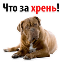 Собачий слэнг
