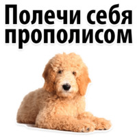 Собачий слэнг