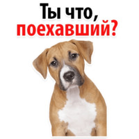 Собачий слэнг