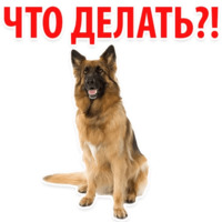 Собачий слэнг
