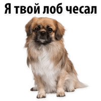 Собачий слэнг