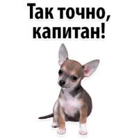 Собачий слэнг